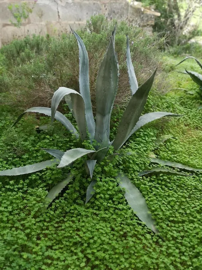 Son Vell. Mallorca. Casa Amb Piscina Ecologica. Manacor  Manacor (Mallorca)